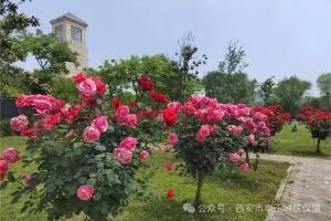 【生命教育】生如夏花 拥抱美好